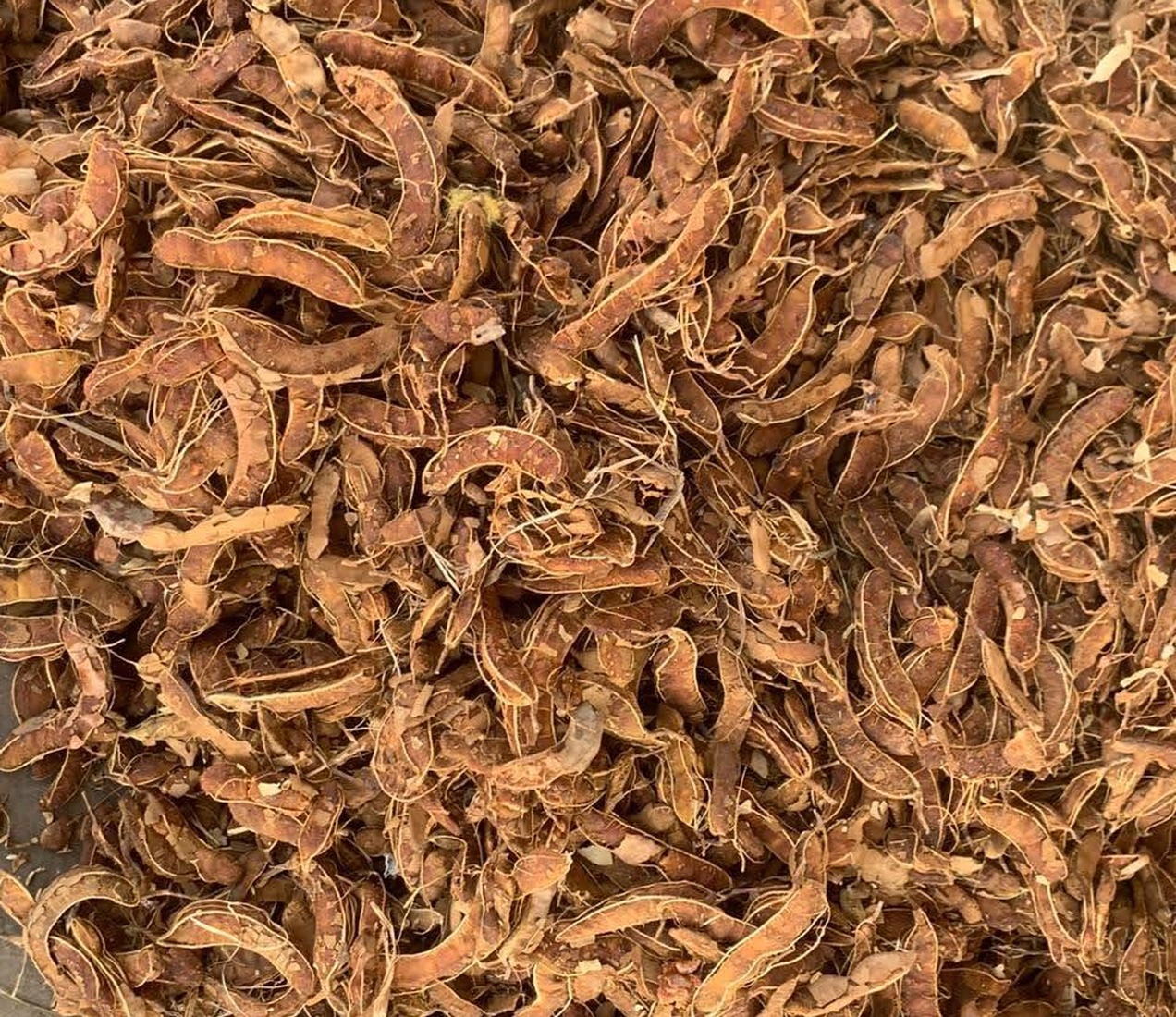 Seed Tamarind